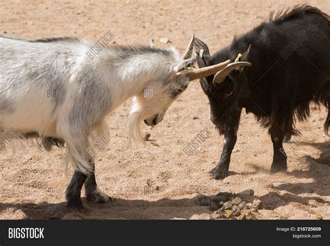 what is two old goats used for